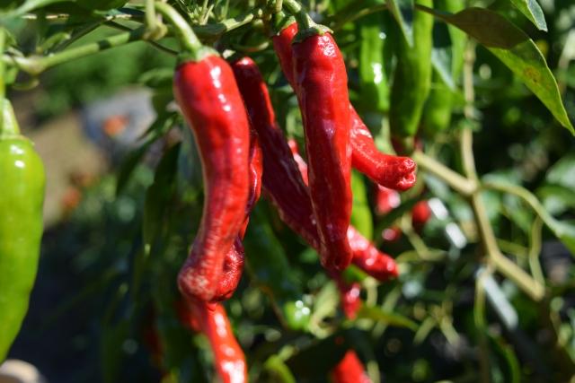 我が家のプランター野菜